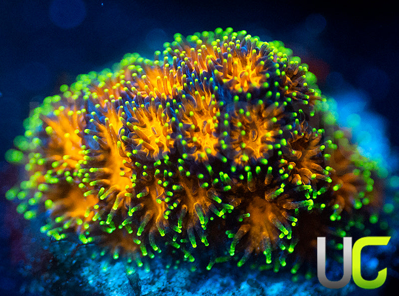 UC Lightning Tip Leptastrea