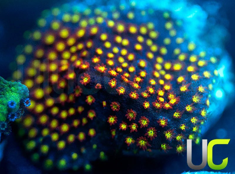 UC Flamethrower Stylo