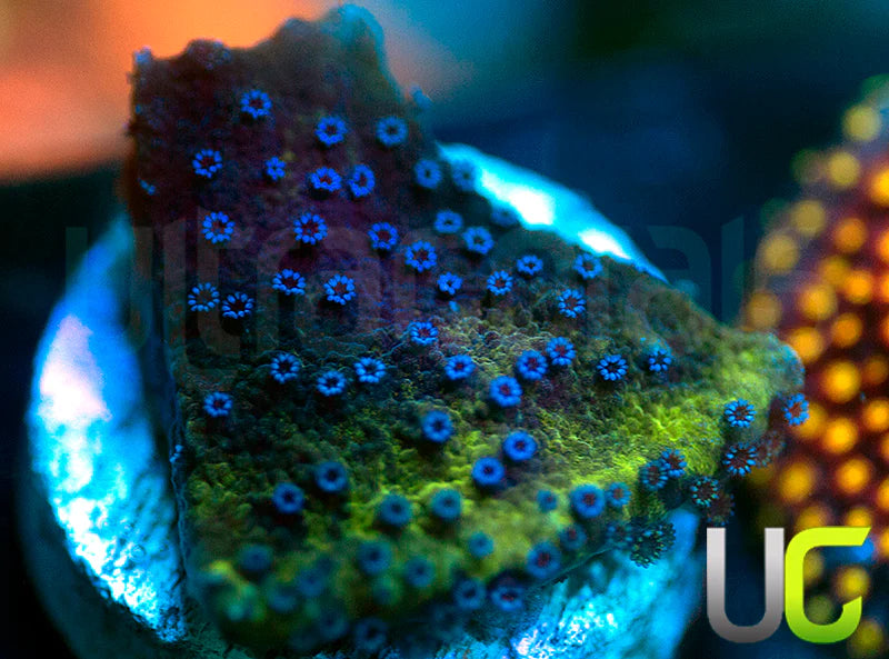 Blue Polka Dot Bikini Monti