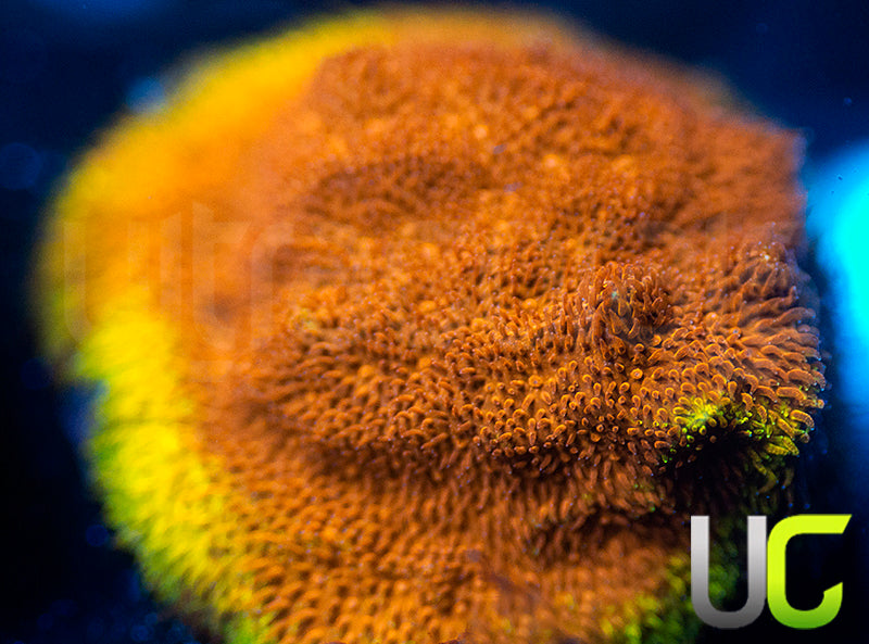 UC Mean Streak Branching Psammocora