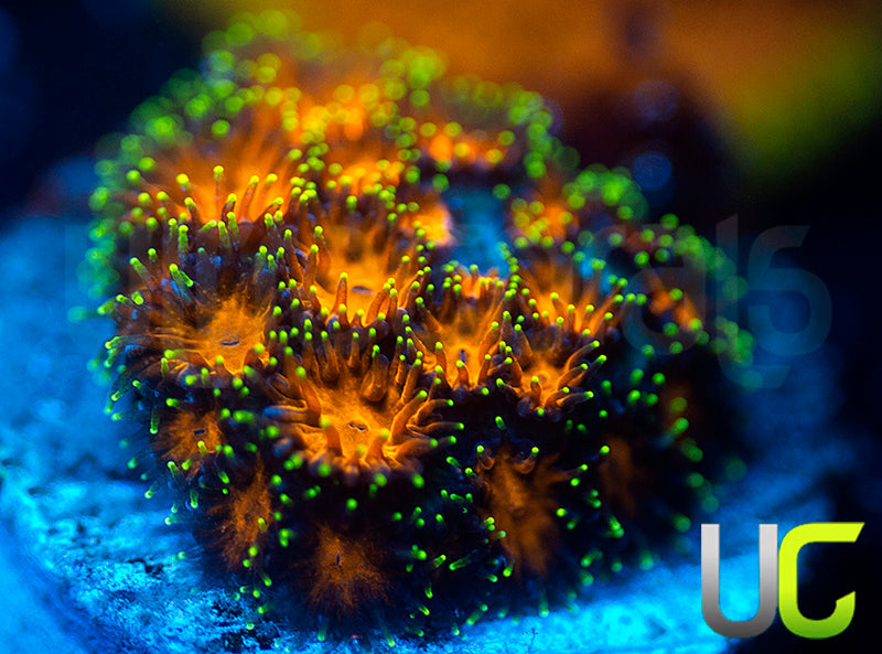 UC Lightning Tip Leptastrea