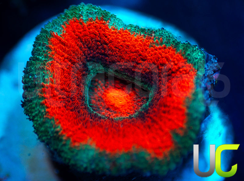 UC Mothership Micro Amakusensis