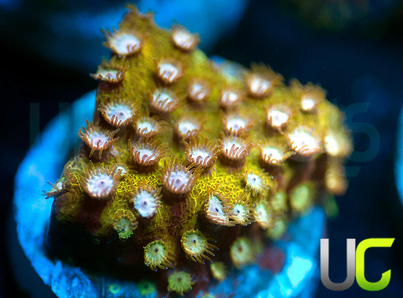 UC Yellowjacket Cyphastrea