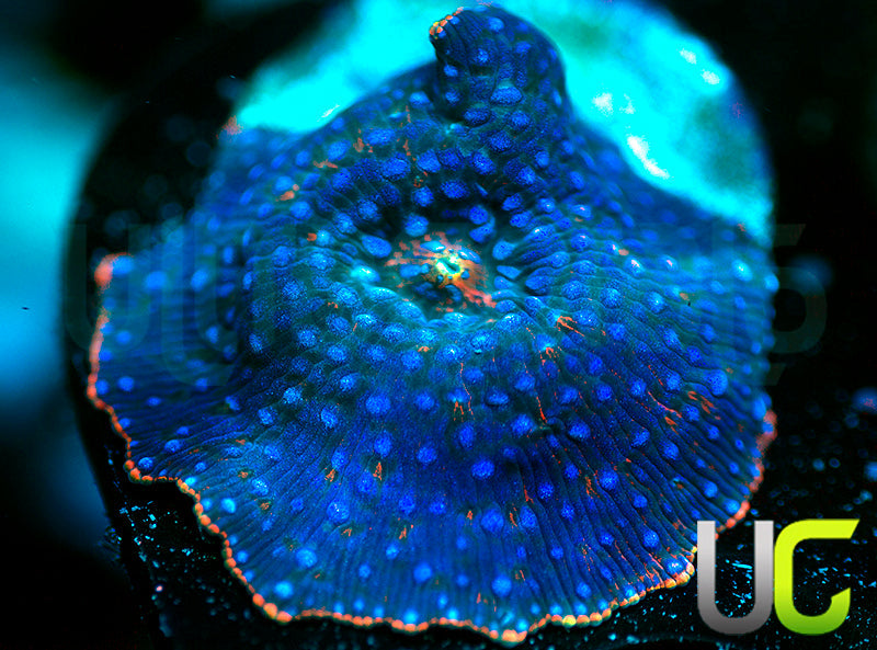 MA Twilight Disco Mushroom