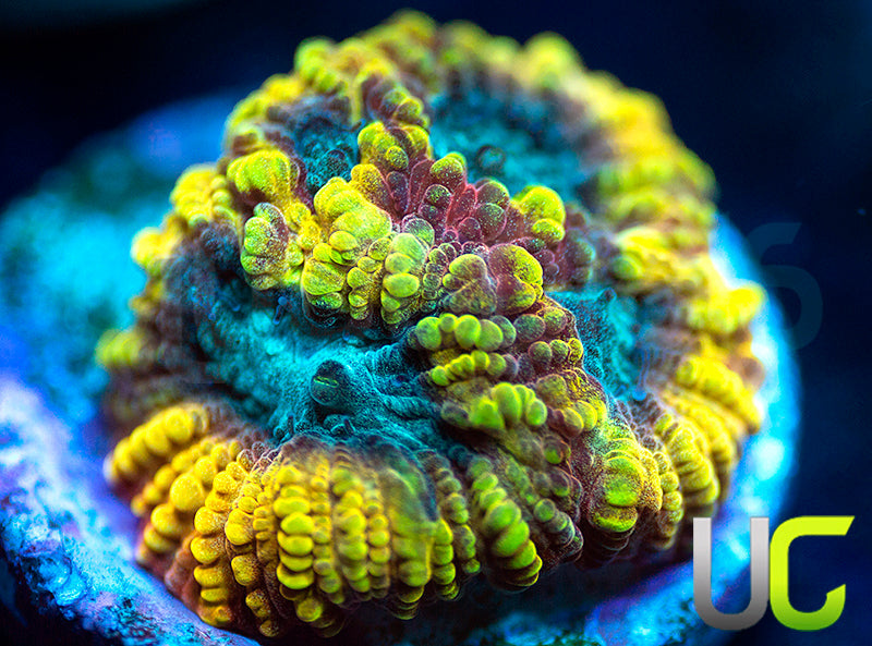 TGC Favia of the Gods