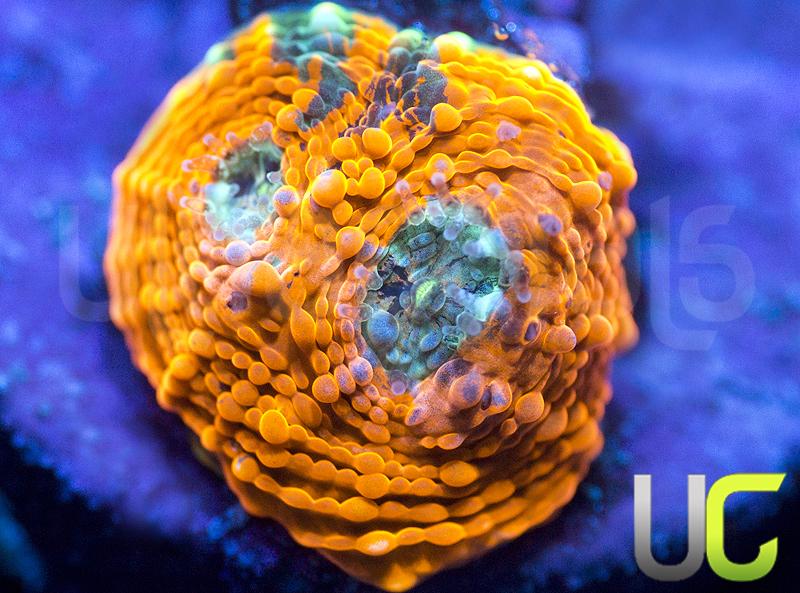 UC Orange Crush Echinata