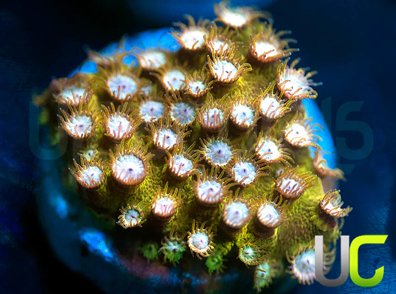 UC Yellowjacket Cyphastrea