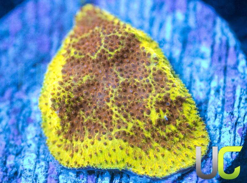 UC Branching Mean Streak Psammocora