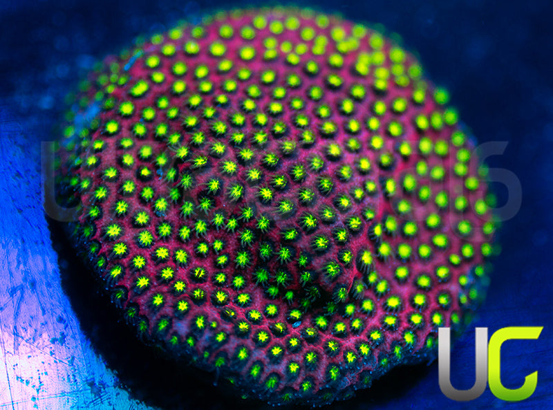 UC Raspberry Pie Stylo