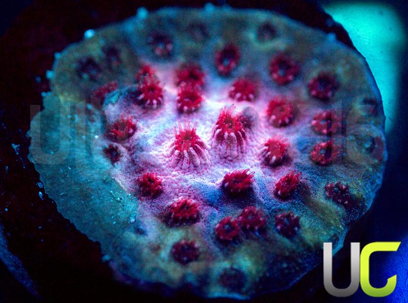 UC Cherry Bomb Cyphastrea