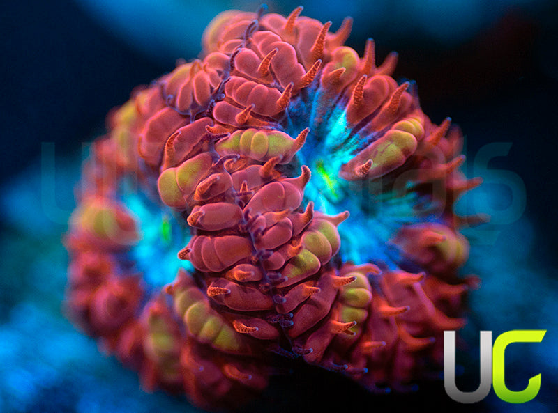 UC Blue Ravens Blasto