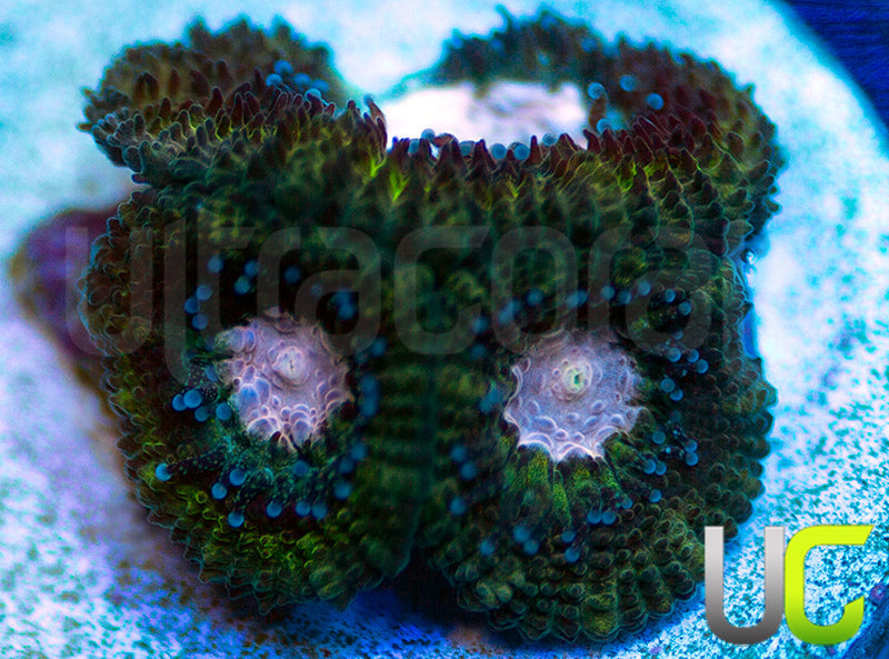 UC Summons Micro Amakusensis