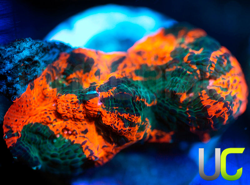 UC Rage Room Chalice