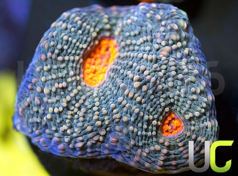 UC Wild and Woolly Echinata