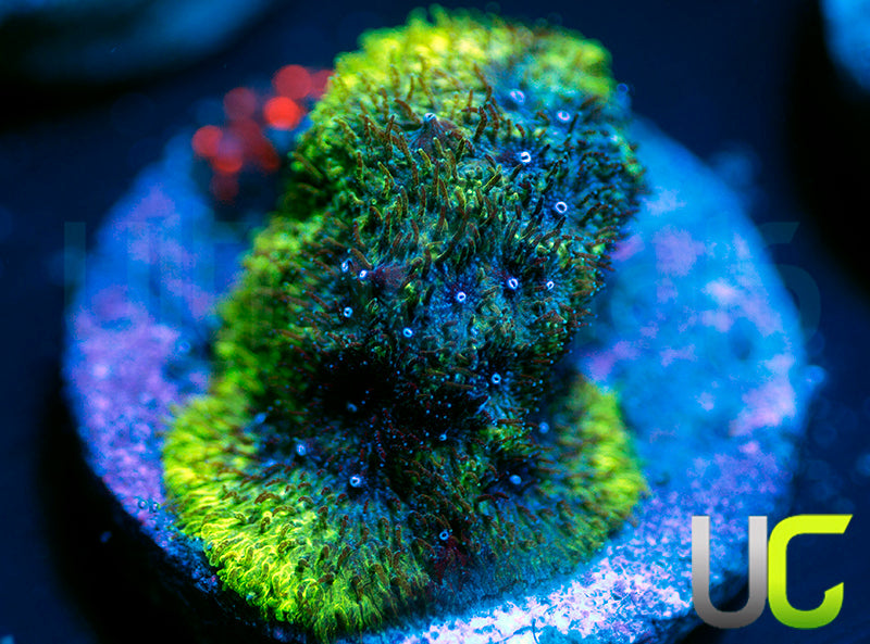 UC Toxic Constellation