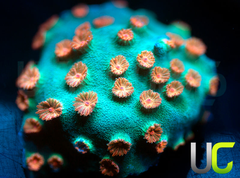 Meteor Shower Cyphastrea