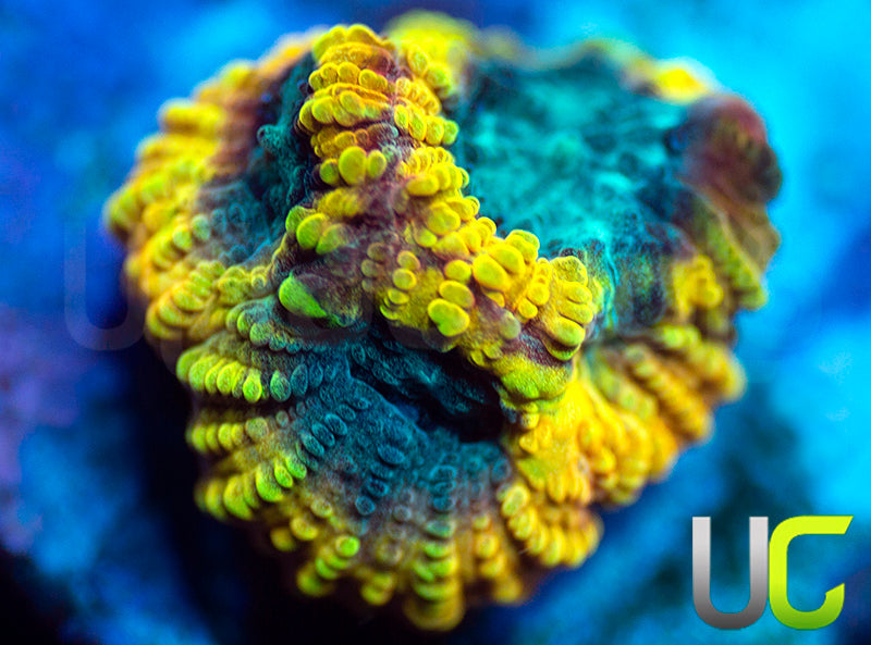 TGC Favia of the Gods