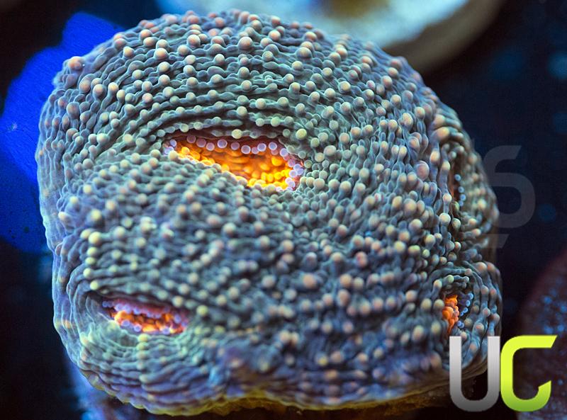 UC Wild and Woolly Echinata