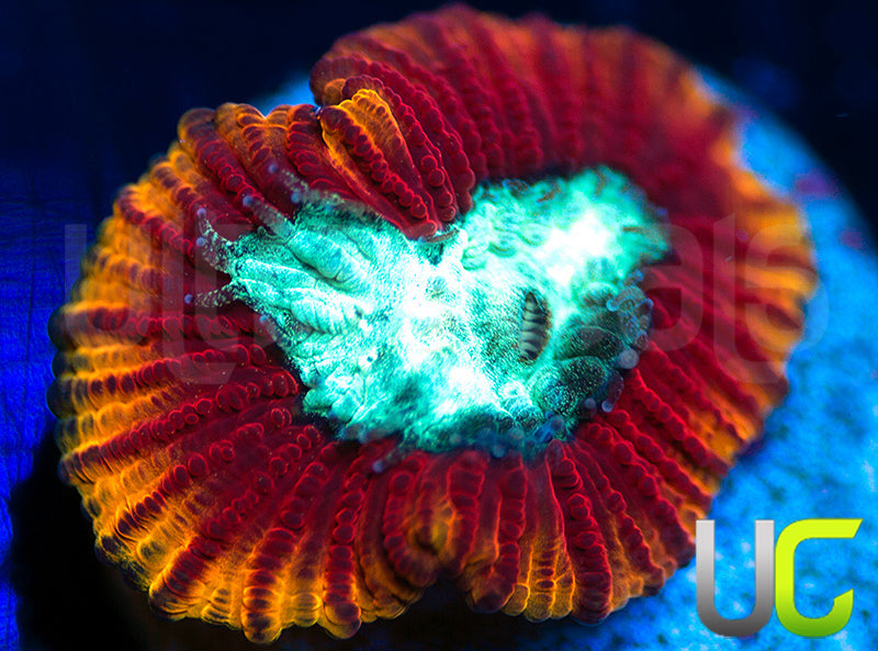 UC Ultron Dipsastrea