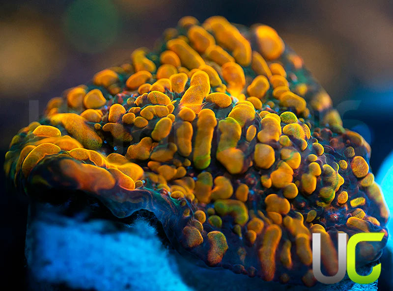 CC Cloudberries Chalice