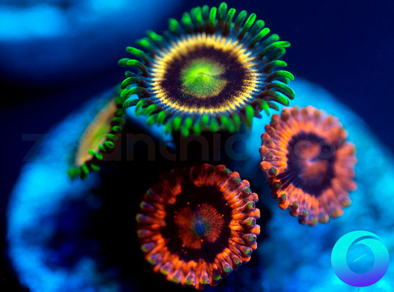 Evil Eyes & Laser Lemon