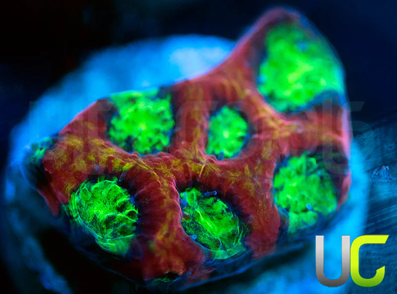 UC Lip Smackers Favia