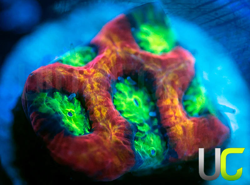 UC Lip Smackers Favia