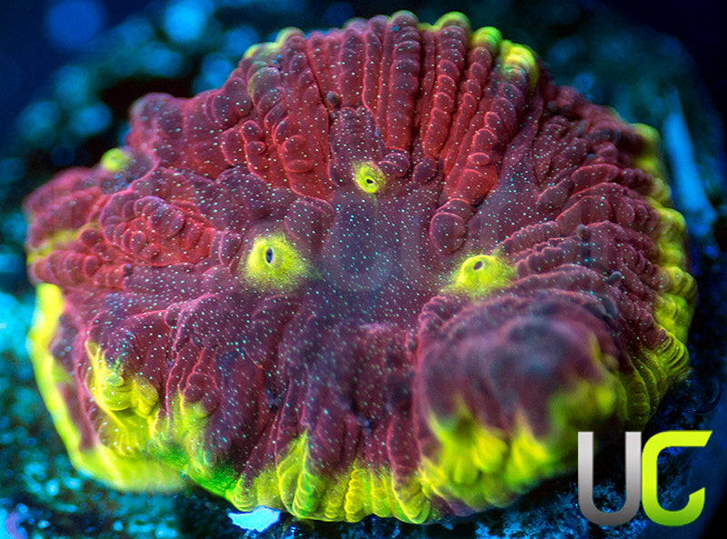 UC Sour Power Favites