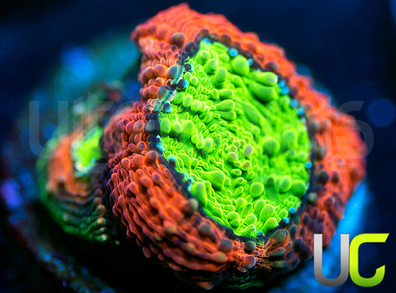 Agent Orange Echinata