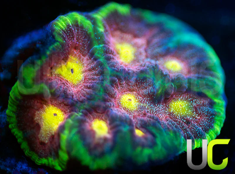 UC Tropical Thunder Favites