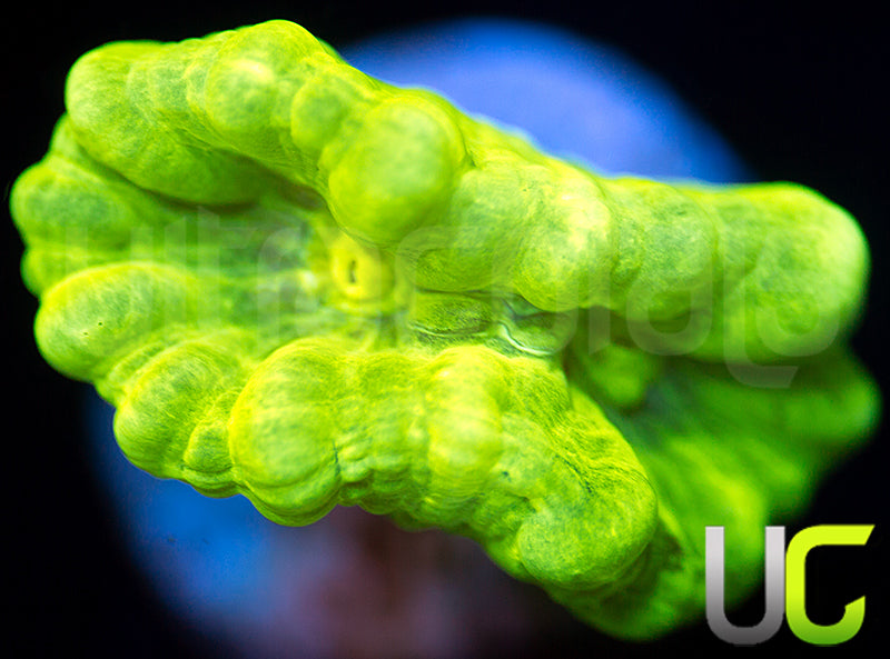 Kryptonite Candy Cane