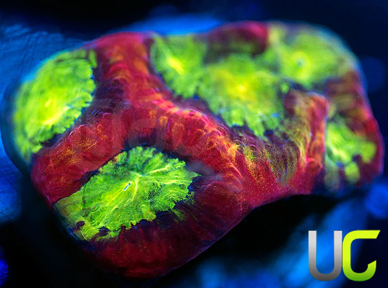 UC Lip Smackers Favia