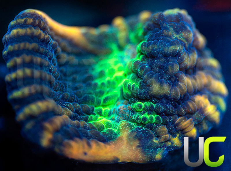 UC Tiger King Chalice