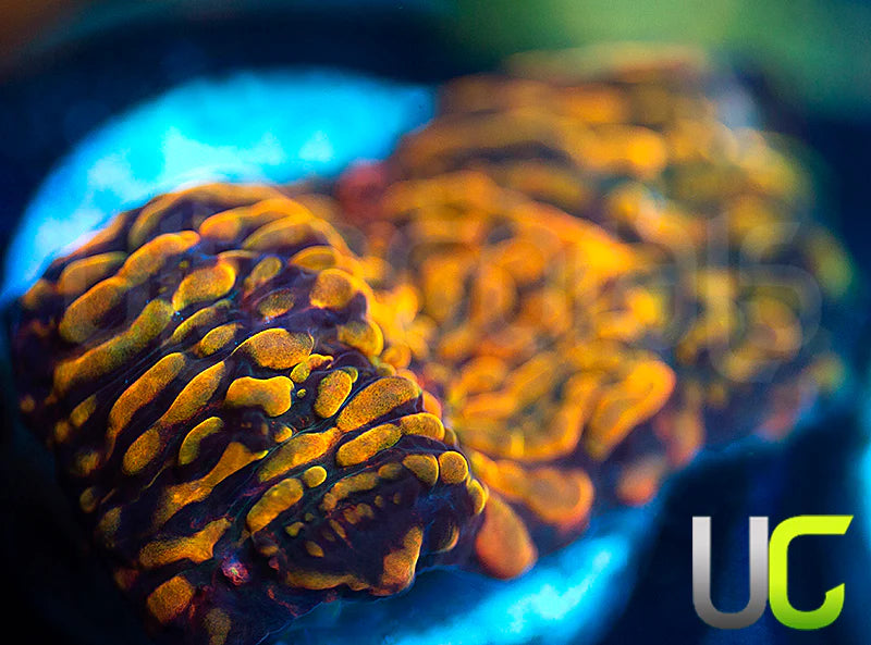 CC Cloudberries Chalice