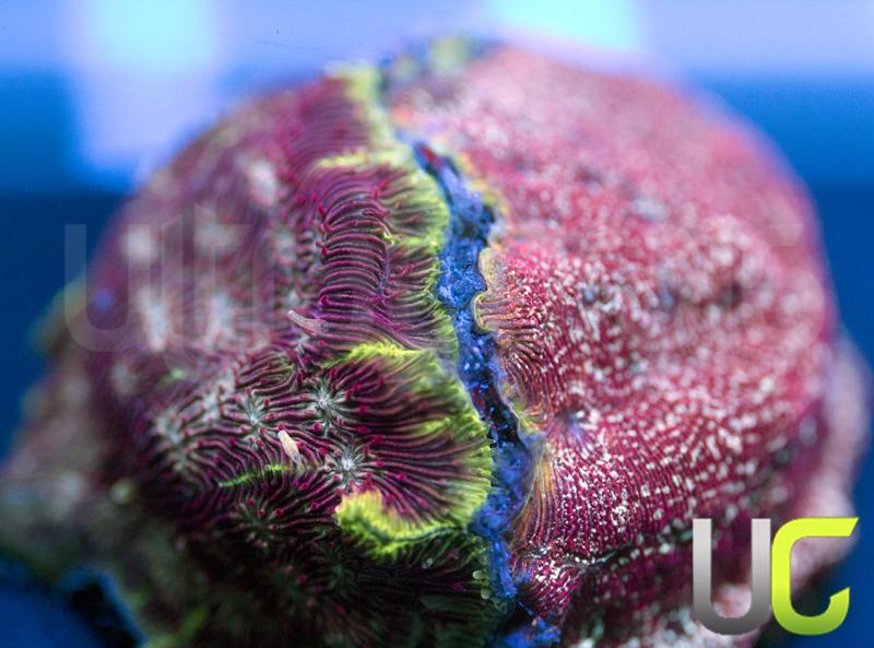 UC Tai Chi Litho & UC Mesozoic Lepto Combo
