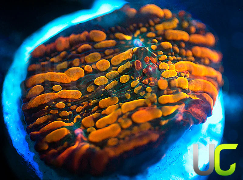 CC Cloudberries Chalice