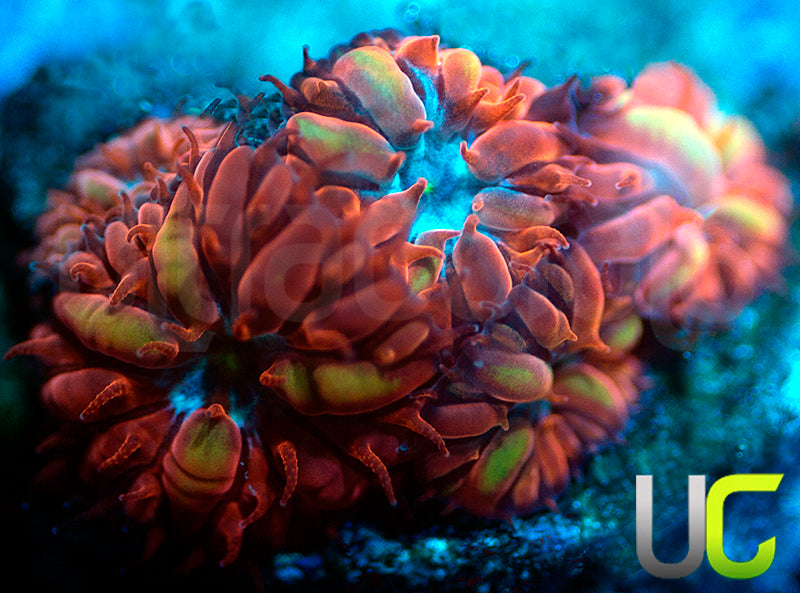 UC Azure Sky Blastos