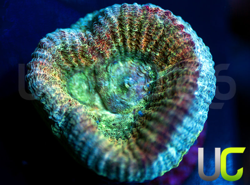 UC Red Rebel Goniastrea