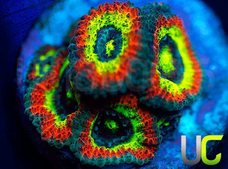 BigR Holy Grail Micro Amakusensis