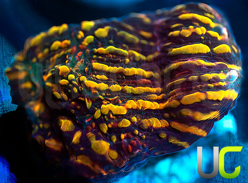 CC Cloudberries Chalice