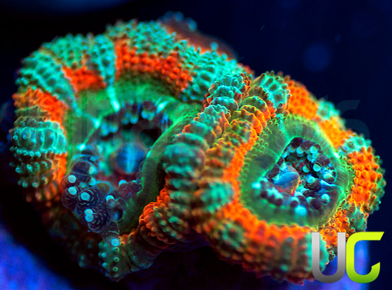 UC Carousel Micro Amakusensis