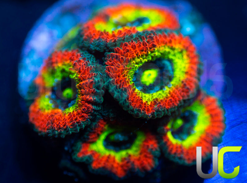 BigR Holy Grail Micro Amakusensis