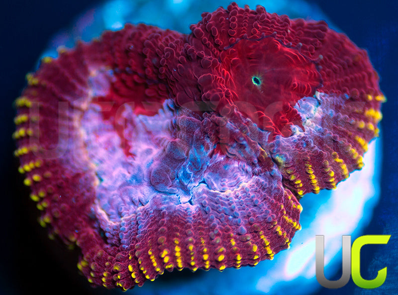 UC Fairgrounds Favia