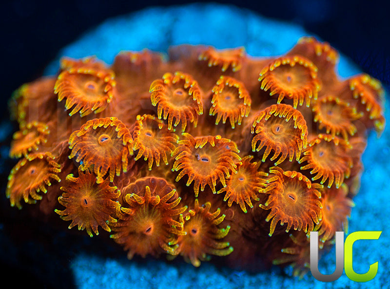 WWC Hi-C Cyphastrea