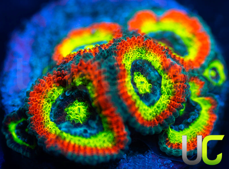 BigR Holy Grail Micro Amakusensis