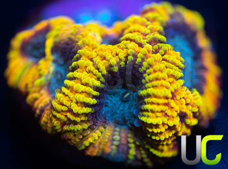 BigR Beast Mode Favia