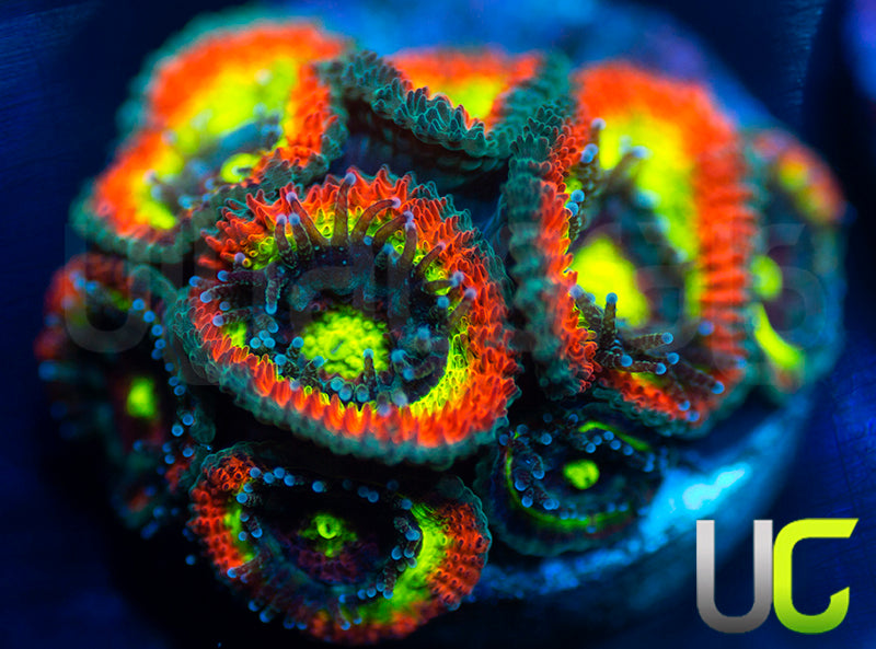 BigR Holy Grail Micro Amakusensis