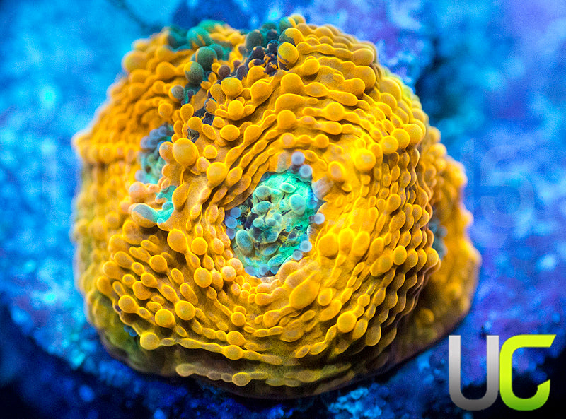 Pumpkin Patch Echinata