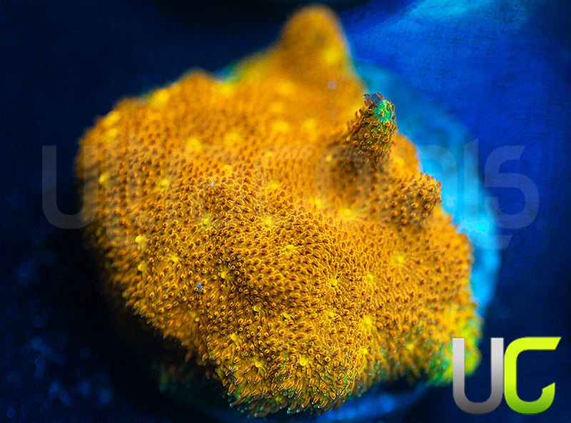 Yellow Yutz Psammocora