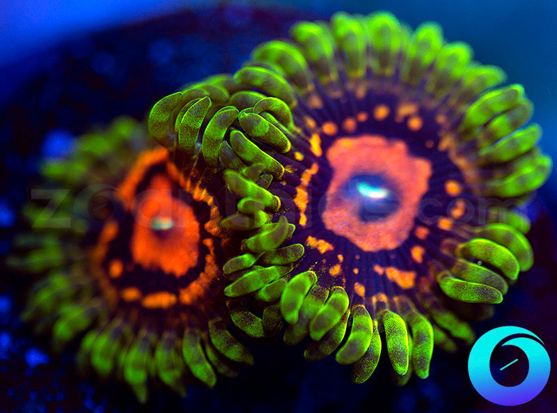 SBB Marvin the Martian